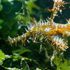 Ornate ghost pipefish in Fiji.
