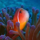 Pink skunk clownfish in Fiji.