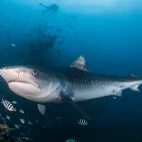 Tiger shark in Fiji.