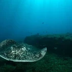 Round fantail stingray in Tofo, Mozambique