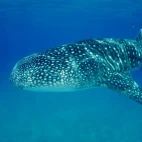 Whale shark in Tofo, Mozambique.
