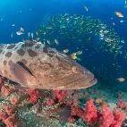 Grouper in Mozambique
