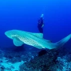 Leopard shark in Mozambique