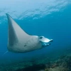 Manta ray in Mozambique