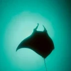 Manta ray in Morrongulo, Mozambique.