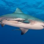 Bull shark at the Pinnacles dive site in Ponta do Ouro, Mozambique