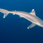 Shark in Ponta do Ouro, Mozambique