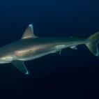 Shark in Ponta do Ouro, Mozambique