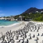 African penguins at Boulder's Beach in South Africa
