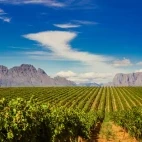 Cape winelands in South Africa