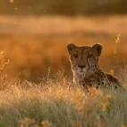 Cheetah in South Africa