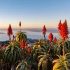 Flowers on Table Mountain in South Africa