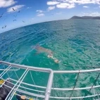 Cage diving with a bronze whaler shark in Gansbaii, South Africa