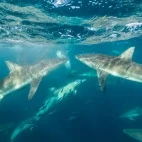 Bronze whaler shark in Gansbaii, South Africa