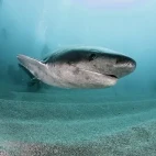 Gill shark in Gansbaii, South Africa
