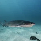 Gill shark in Gansbaii, South Africa