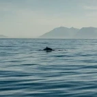 Bryde's whale in Hermanus, South Africa
