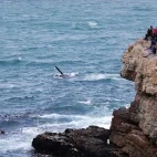 Whale watching in Hermanus, South Africa