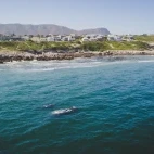 Southern right whale in Hermanus, South Africa