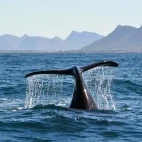 Southern right whale in Hermanus, South Africa