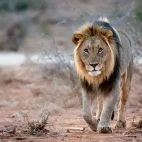 Lion in South Africa