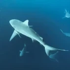 Bull sharks in South Africa
