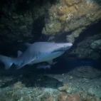 Ragged-tooth sharks in South Africa