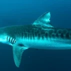 A tiger shark in South Africa