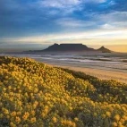 View to Table Mountain in Cape Town, South Africa