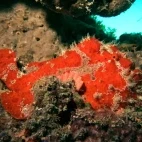 Giant frogfish in Mnemba Atoll, Zanzibar