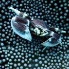 Porcelain crab in Mnemba Atoll, Zanzibar