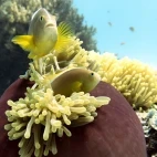 A skunk clownfish in Mnemba Atoll, Zanzibar