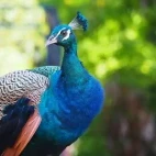 A peacock on Prison Island, Zanzibar
