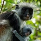 A red colobus monkey in Tanzania