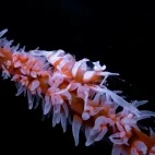 A wire coral shrimp in Zanzibar