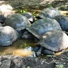 A group of Aldabra giant tortoises in Zanzibar.