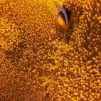 Anemonefish in Zanzibar, Tanzania