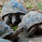 Tortoise in Zanzibar, Tanzania
