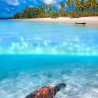 Green turtle in Zanzibar, Tanzania