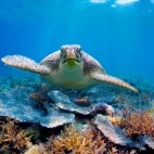 Green turtle in Zanzibar, Tanzania