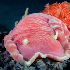 Spanish dancer fish in Zanzibar, Tanzania