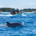 Swimming with dolphins in Zanzibar, Tanzania