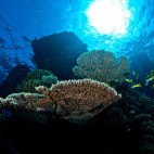 Reef scene with acropora table corals in Hamata, Egypt.