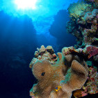Clownfish and dascyllus in anemone in Hamata, Egypt.