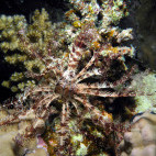 Crinoid star in Hamata, Egypt.