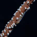 Erythrops goby in Soma Bay, Egypt.
