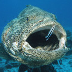 Grouper and cleaner wrasse in Soma Bay, Egypt.