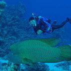 Napoleon wrasse in Hamata, Egypt.