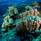 Reef scene in Hamata, Egypt.