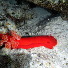 Spanish dancer in Hamata, Egypt.